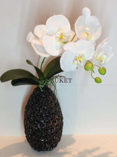 Орхидея Фаленопсис в вазе