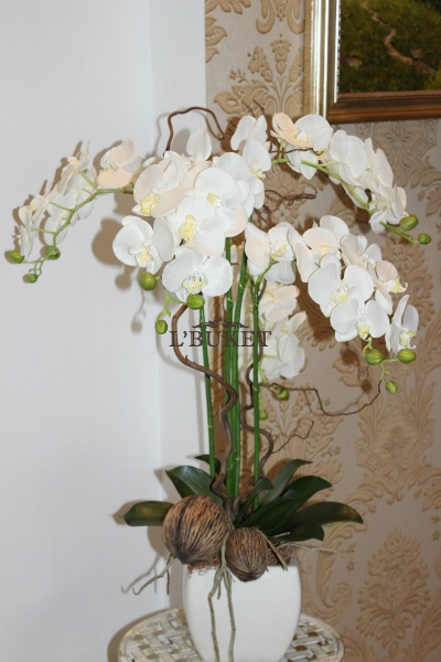 Орхидея Фаленопсис №8  в интерьере